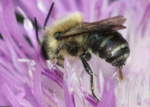 Réf. 324 451 : Osmia sp.